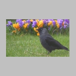 Corvus monedula - Dohle 07.jpg